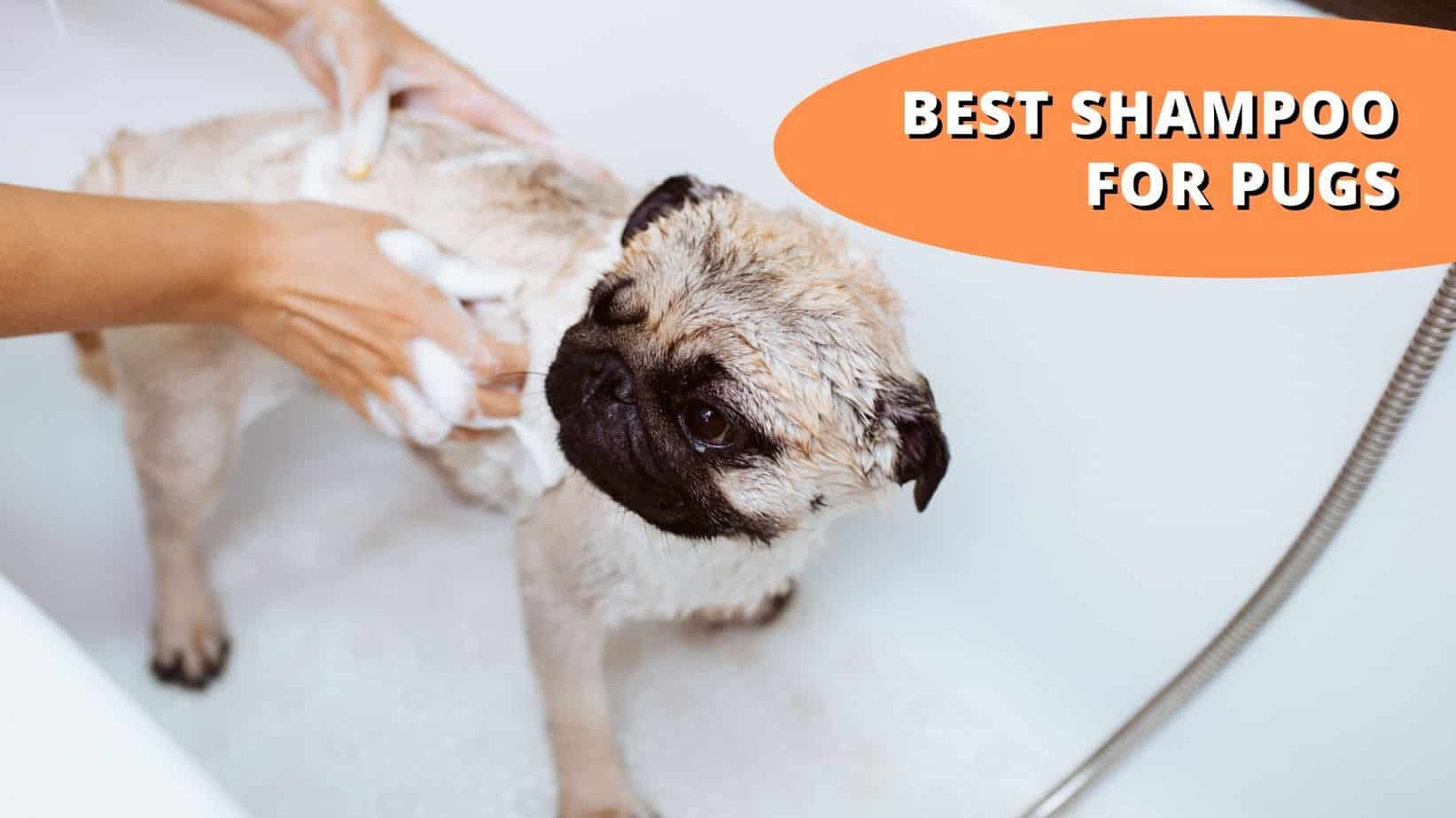 best shampoo for pugs
