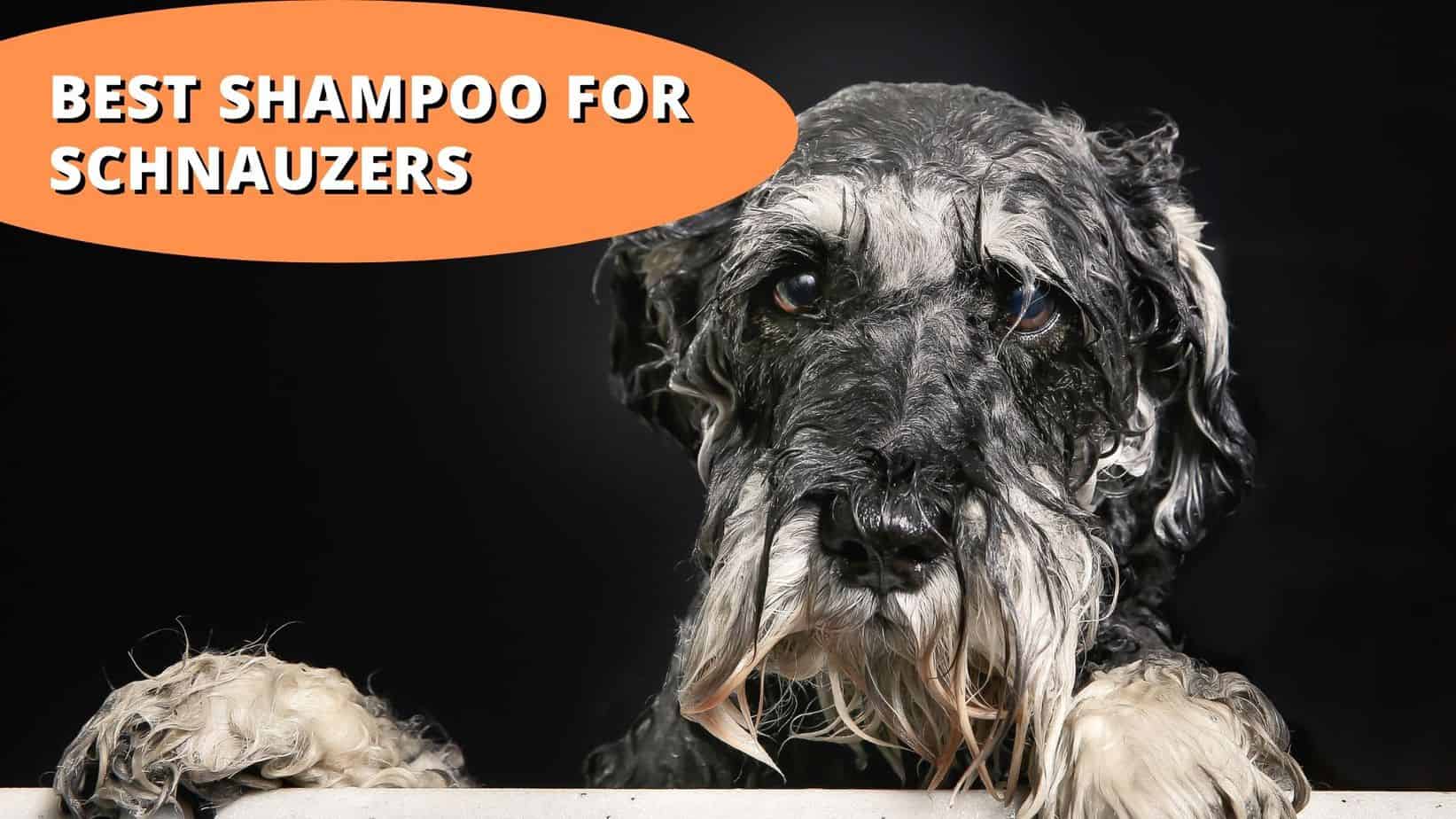 best shampoo for schnauzers