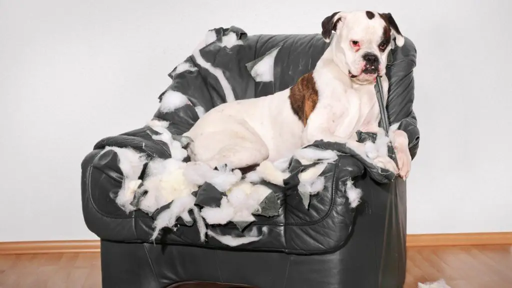 dog chews up bed