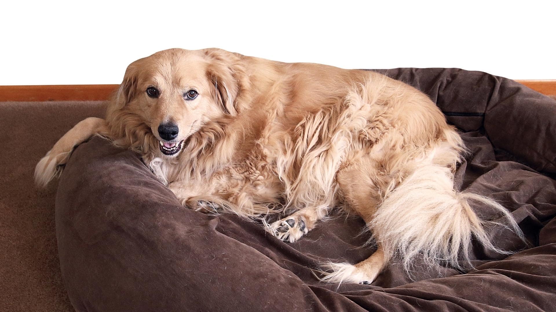 Dogs Peeing In Bed Why Does My Dog Pee On His Bed?