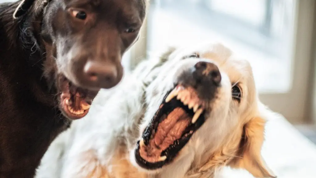 dogs fight over food