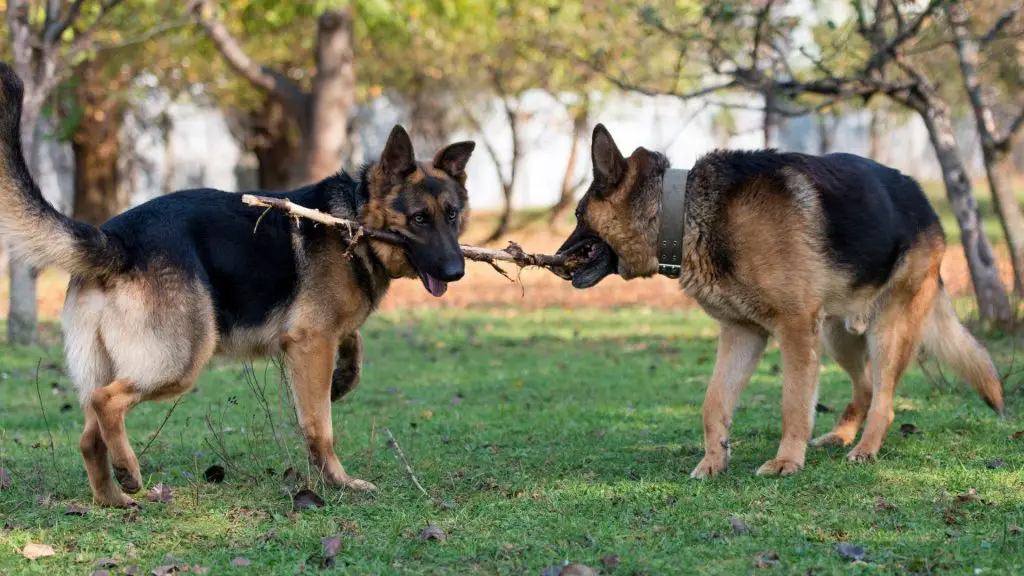 dogs fighting over toys