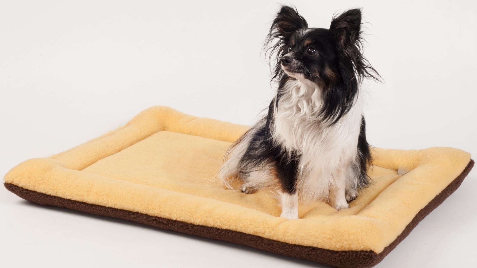 Dogs Peeing In Bed Why Does My Dog Pee On His Bed?