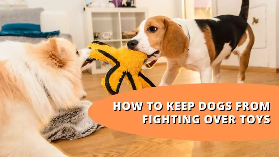 How To Train A Dog To Pick Up Toys And Put Them Away