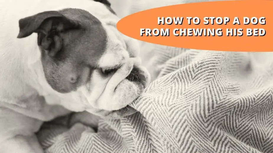 how to stop a dog from chewing his bed