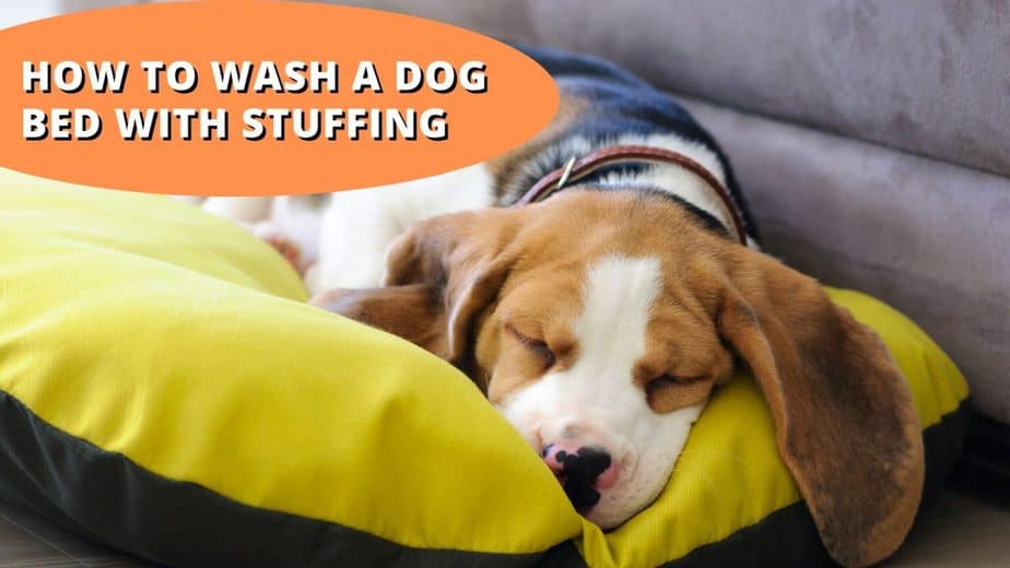 can you wash dog bed stuffing