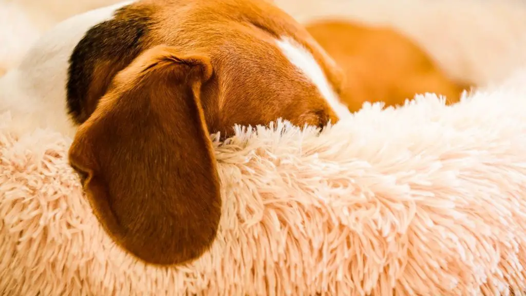 how to wash a dog bed with stuffing