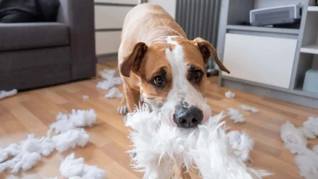 stop dog from chewing bed