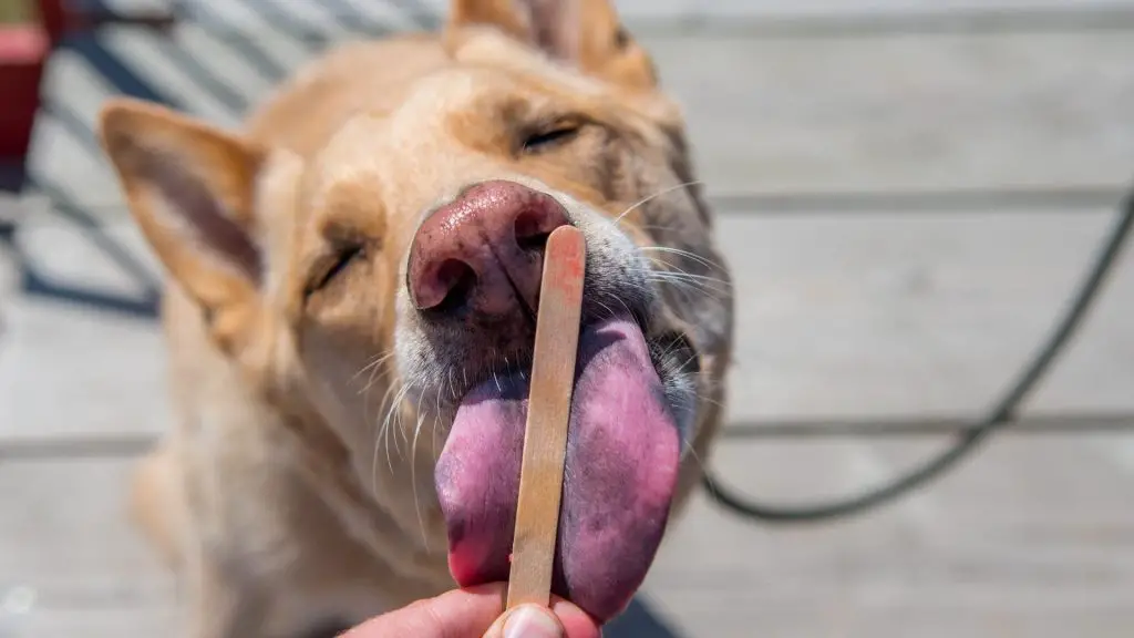 dog enjoying taste of toy