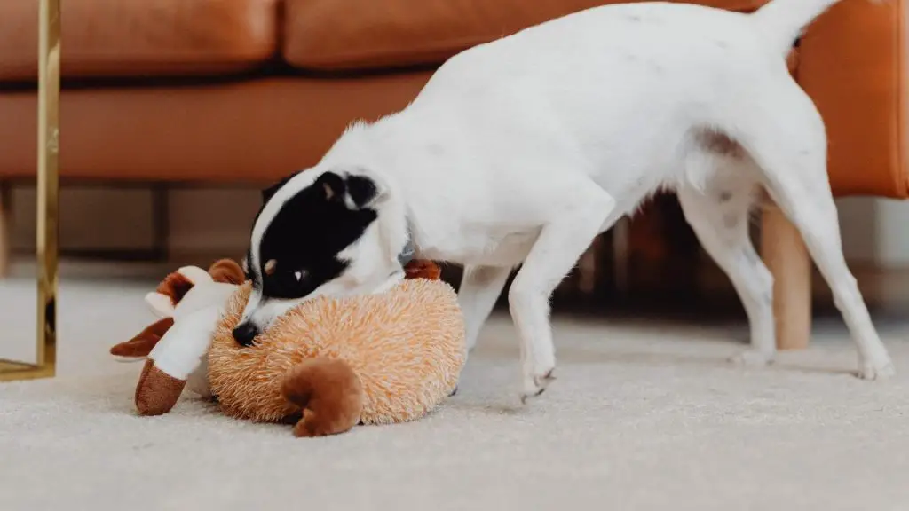 dog licking toy