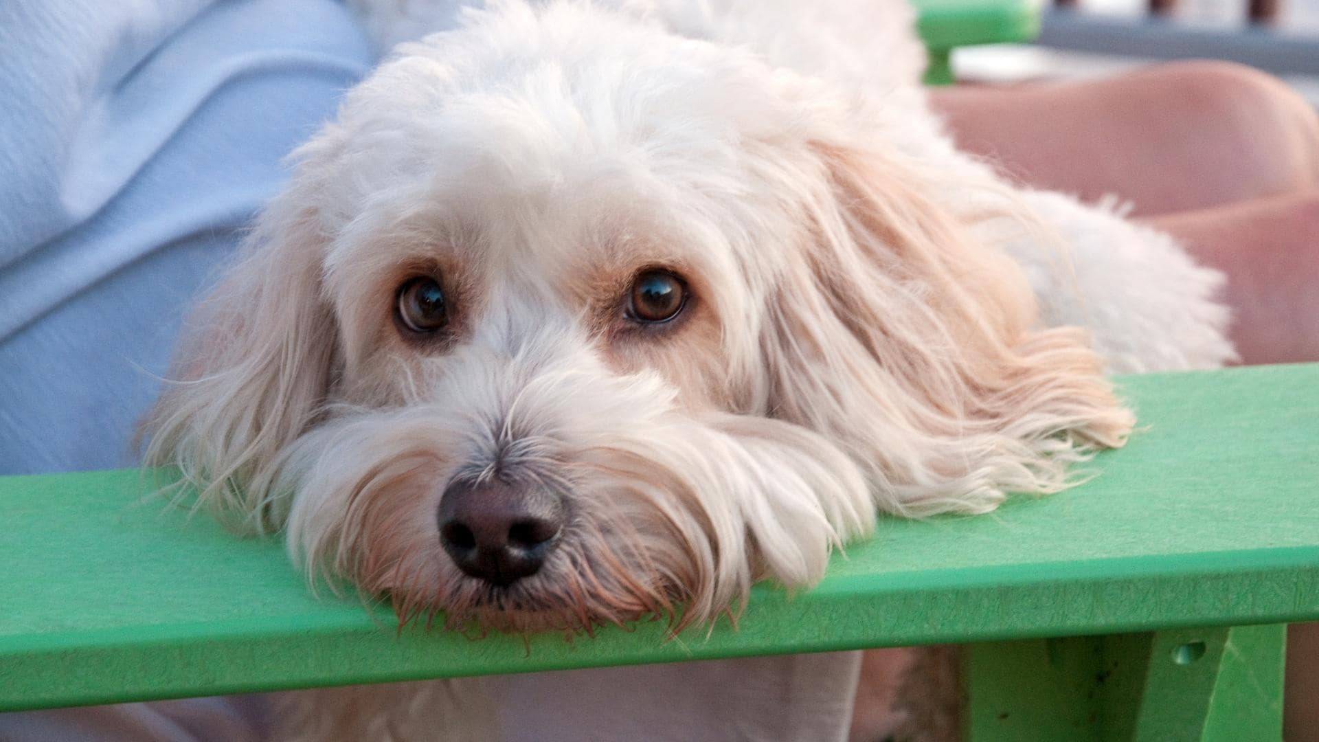 Why Does My Dog Hump His Bed (9 Real Reasons)