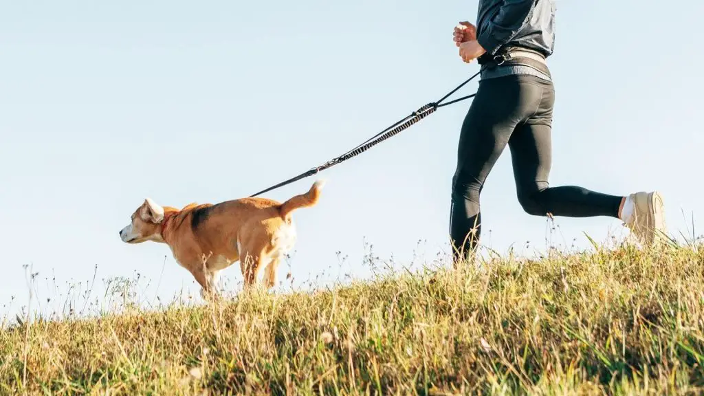 exercising dog to stop humping