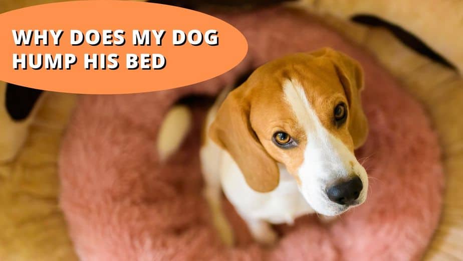 Why Does My Dog Hump His Bed (9 Real Reasons)