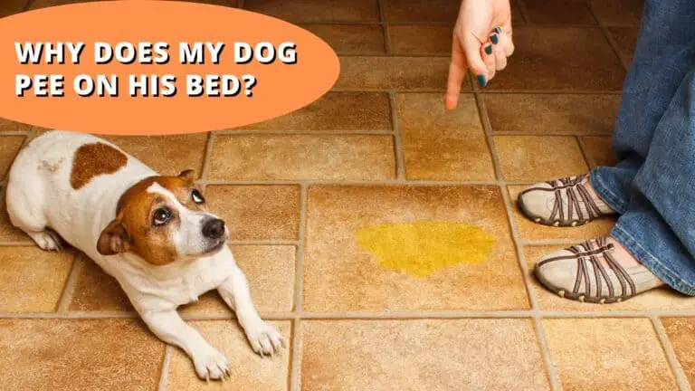 Why Does My Dog Pee On His Bed | It’s Not What You Think