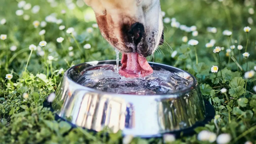 food and water in dog crate