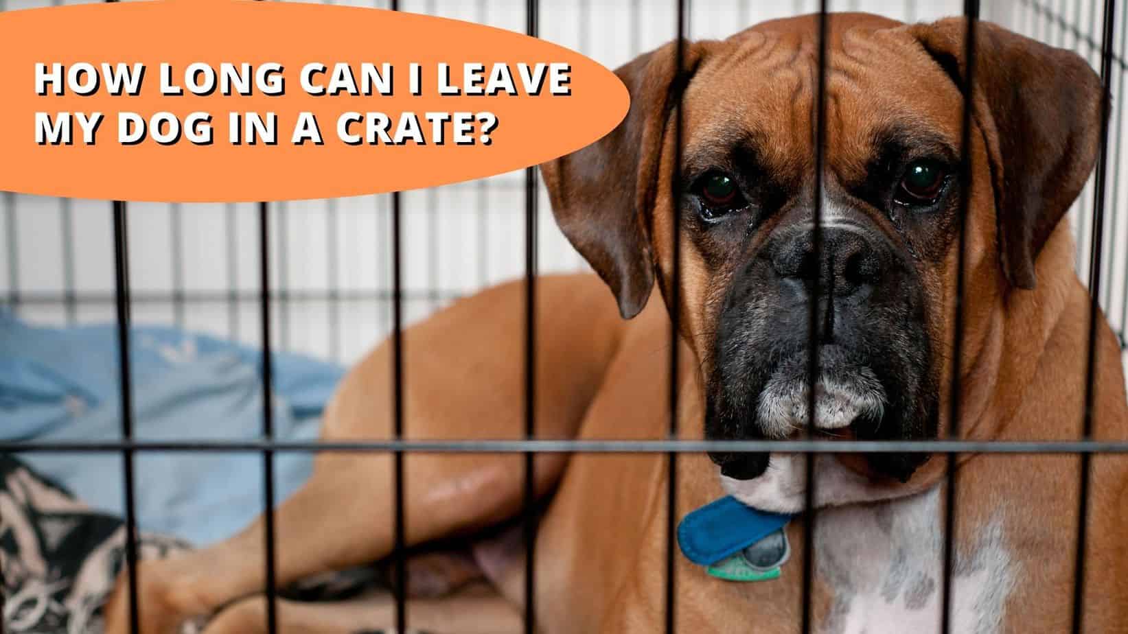 How Long Can A Dog Stay In A Crate Tips For Puppies Adults