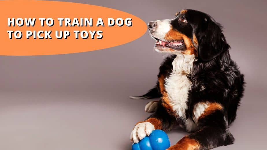 How To Train A Dog To Pick Up Toys