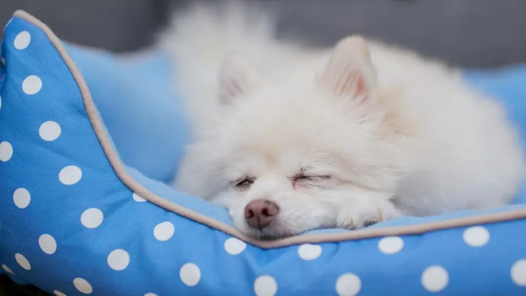 How To Train A Dog To Sleep In His Bed