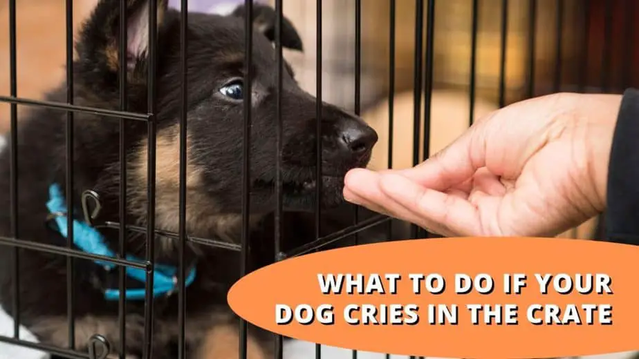 what to do if your dog cries in the crate