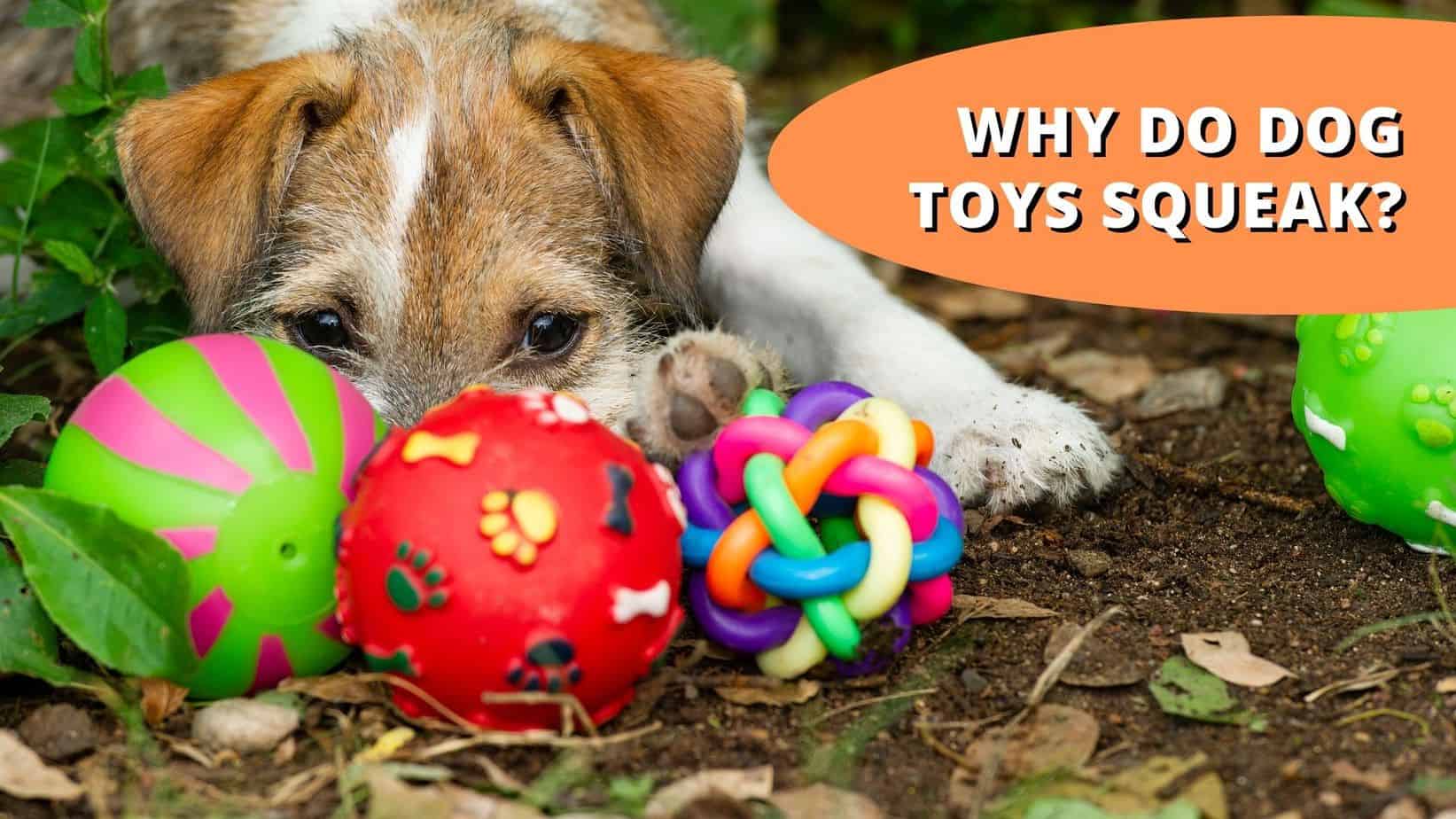 Why Do Dog Toys Squeak And Make Noise + Dangers