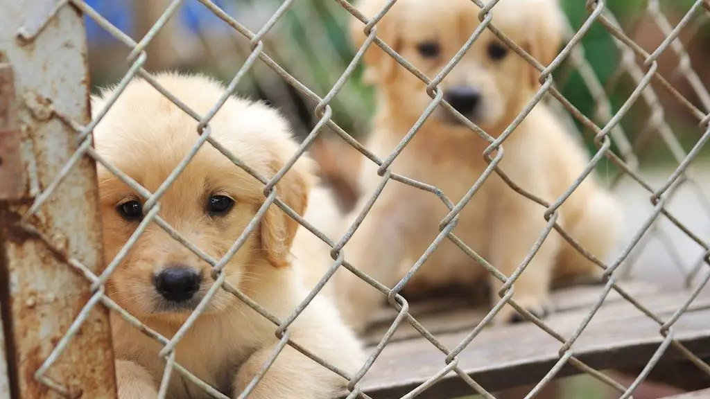 can dogs share a crate