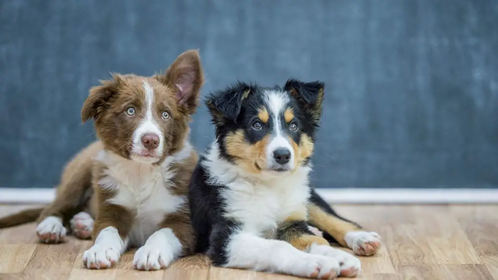 crate two dogs together