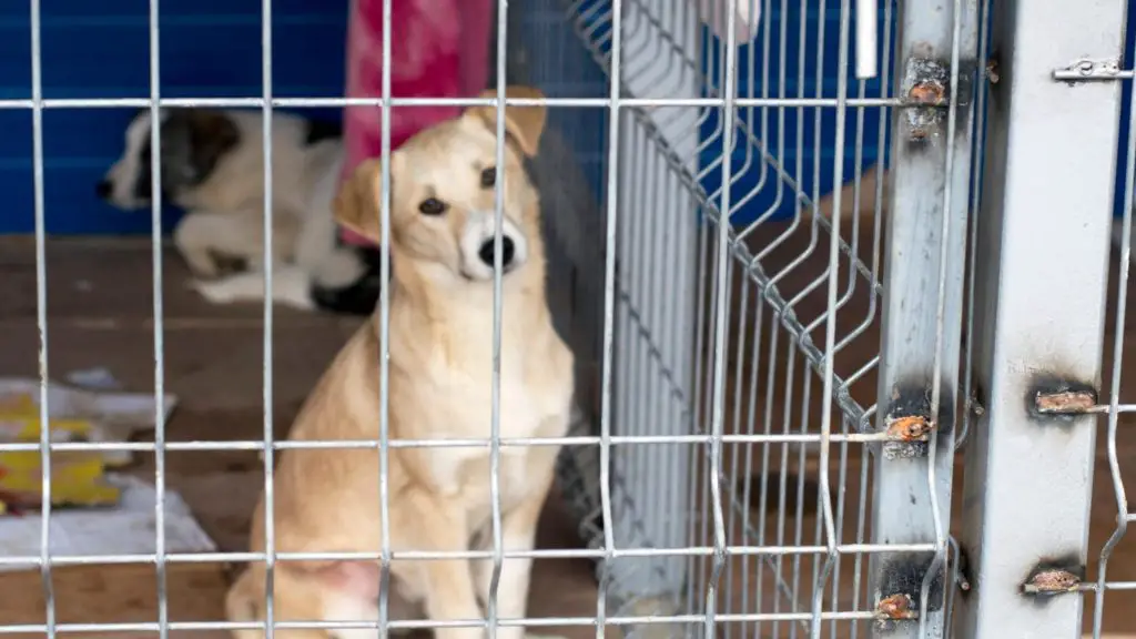 how long can a dog be in a crate