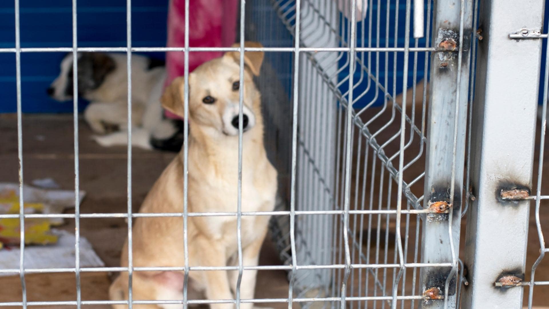 How Long Can A Dog Stay In A Crate? Tips For Puppies & Adults