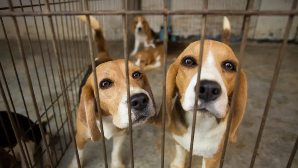 how to escape proof a dog kennel