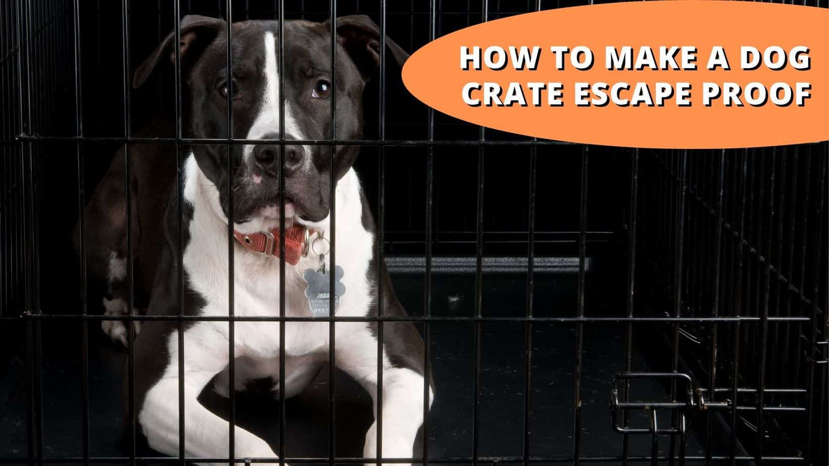 how to make a dog crate escape proof