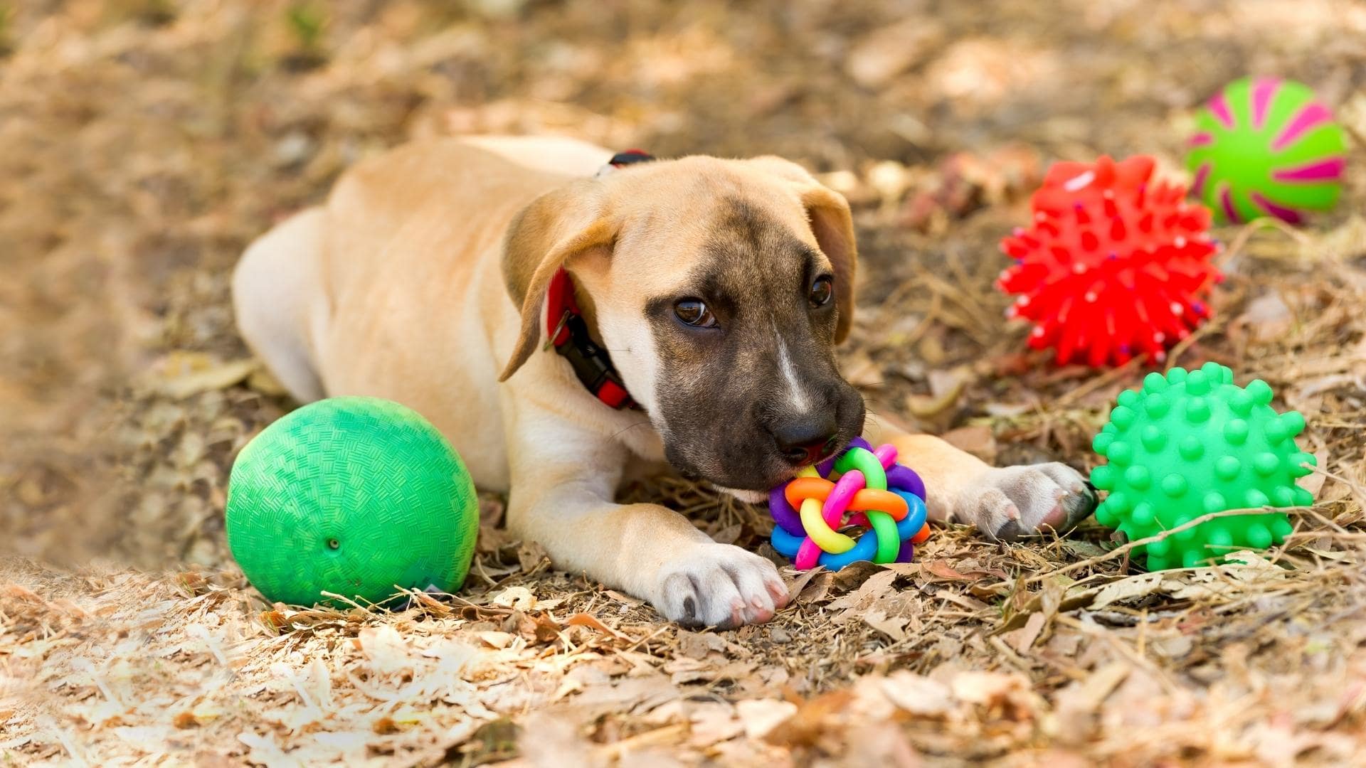 How to Teach A Dog To Put Away Toys (5 Simple Steps)