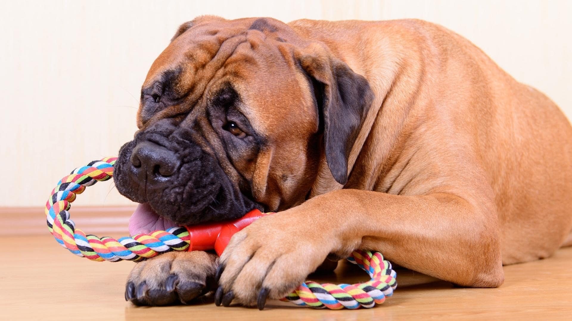 How to Teach A Dog To Put Away Toys (5 Simple Steps)