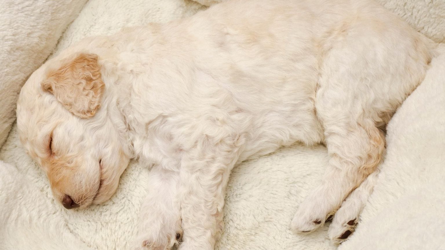 How To Train Your Dog To Sleep In Their Bed 5 Simple Steps