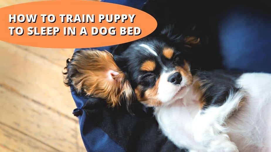 How To Train Your Dog To Sleep In Their Bed 5 Simple Steps