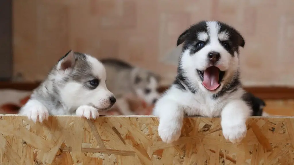 puppy crying in crate during day