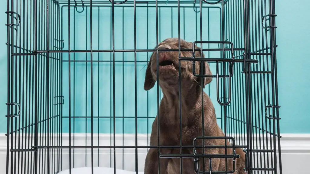 puppy screaming in crate for hours