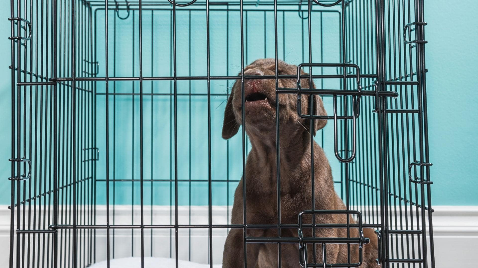How Do You Stop A Dog From Whining In Crate How To Stop A Puppy From Crying In Their Crate | Simple Tricks