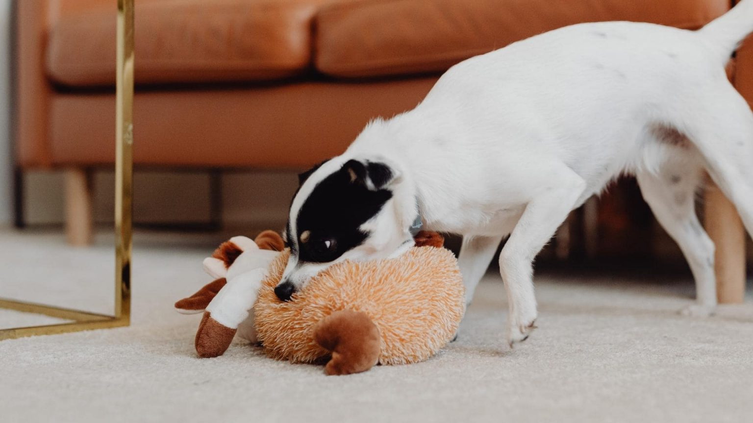 How to Teach A Dog To Put Away Toys (5 Simple Steps)