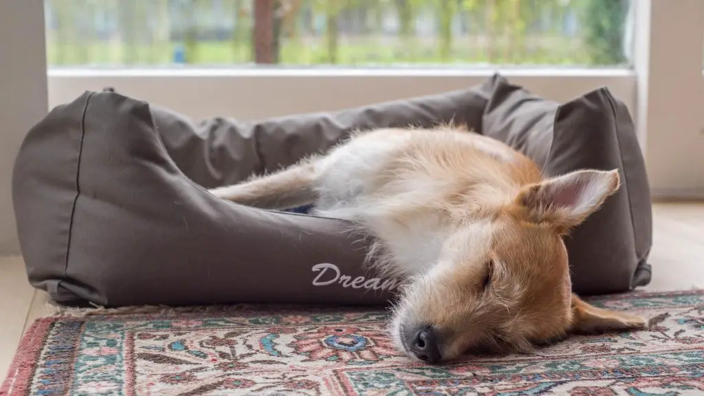 training a dog to sleep alone