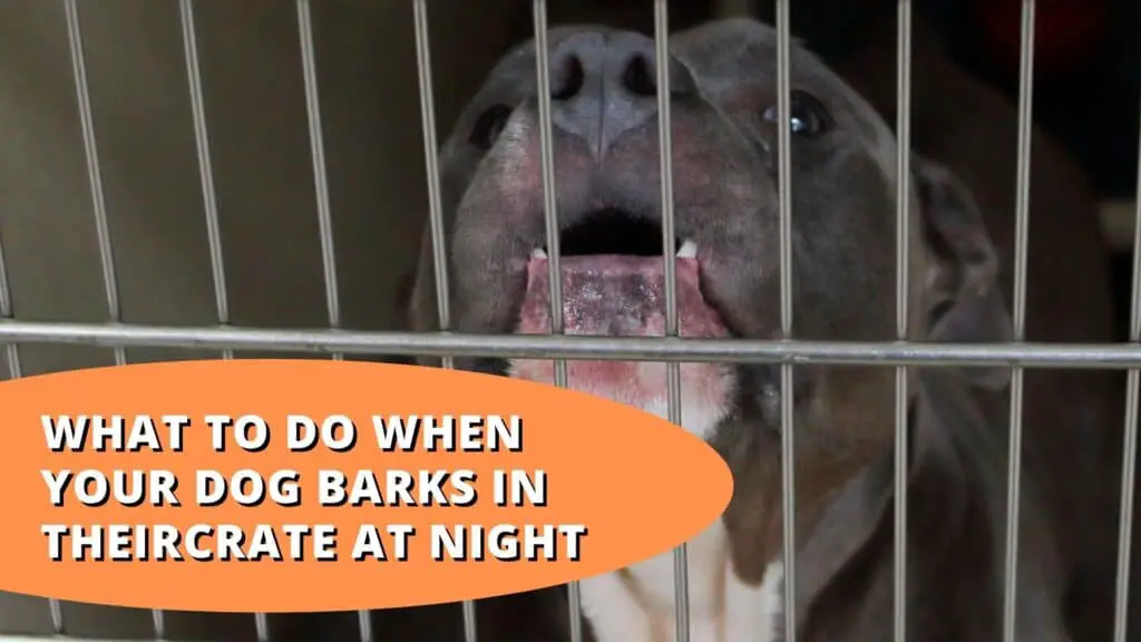 what to do when dog barks in crate at night