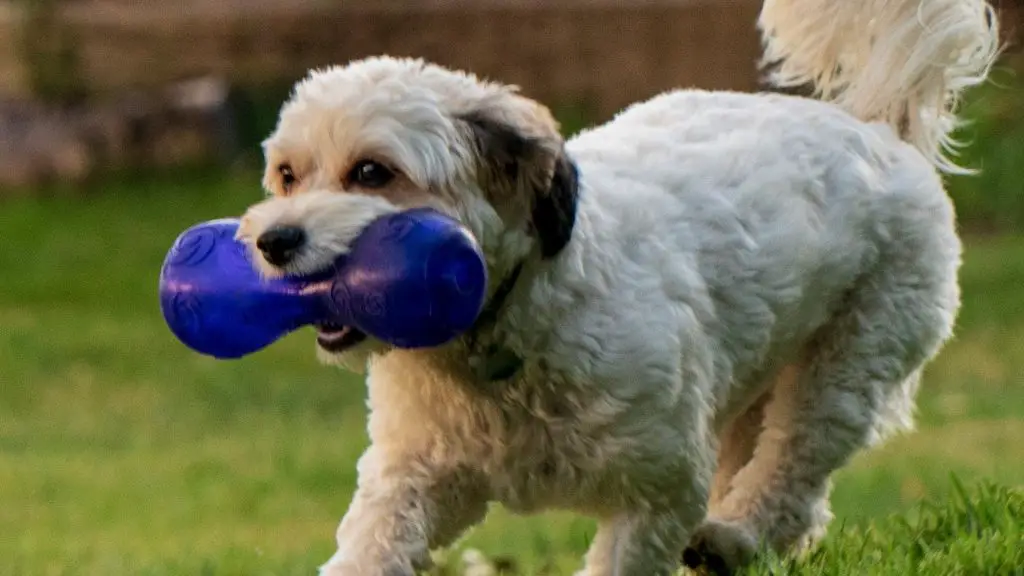 why do dog toys squeak