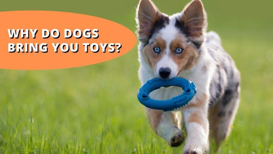 why do dogs bring you toys