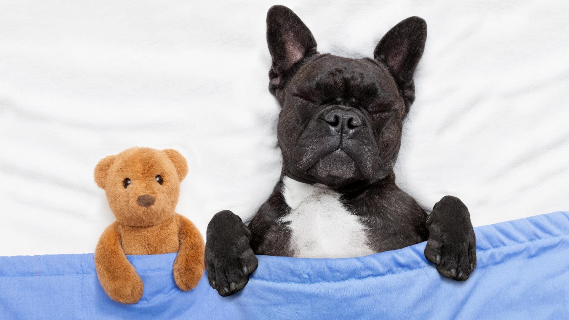 Why Does My Dog Bring Toys To Bed The Real Reasons