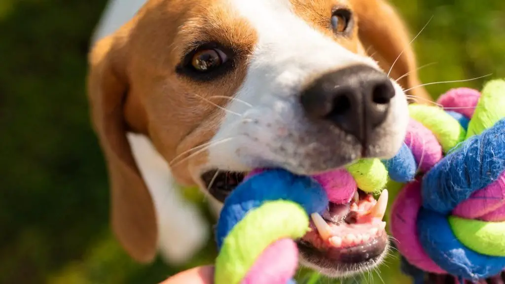 why does my dog bring me toys