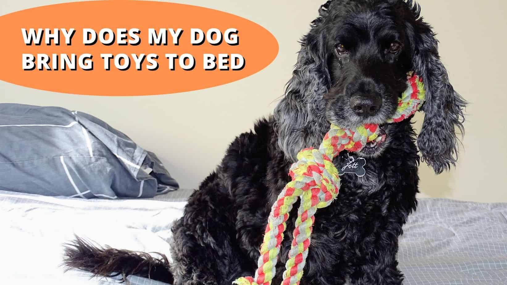 Why Does My Dog Bring Toys To Bed | The Truth