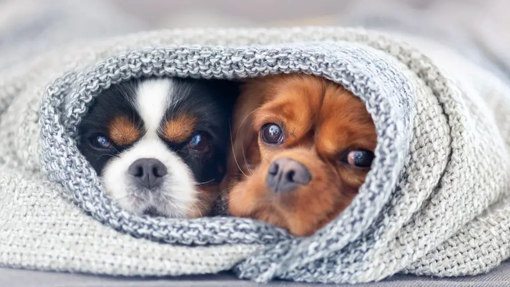 dogs in blanket