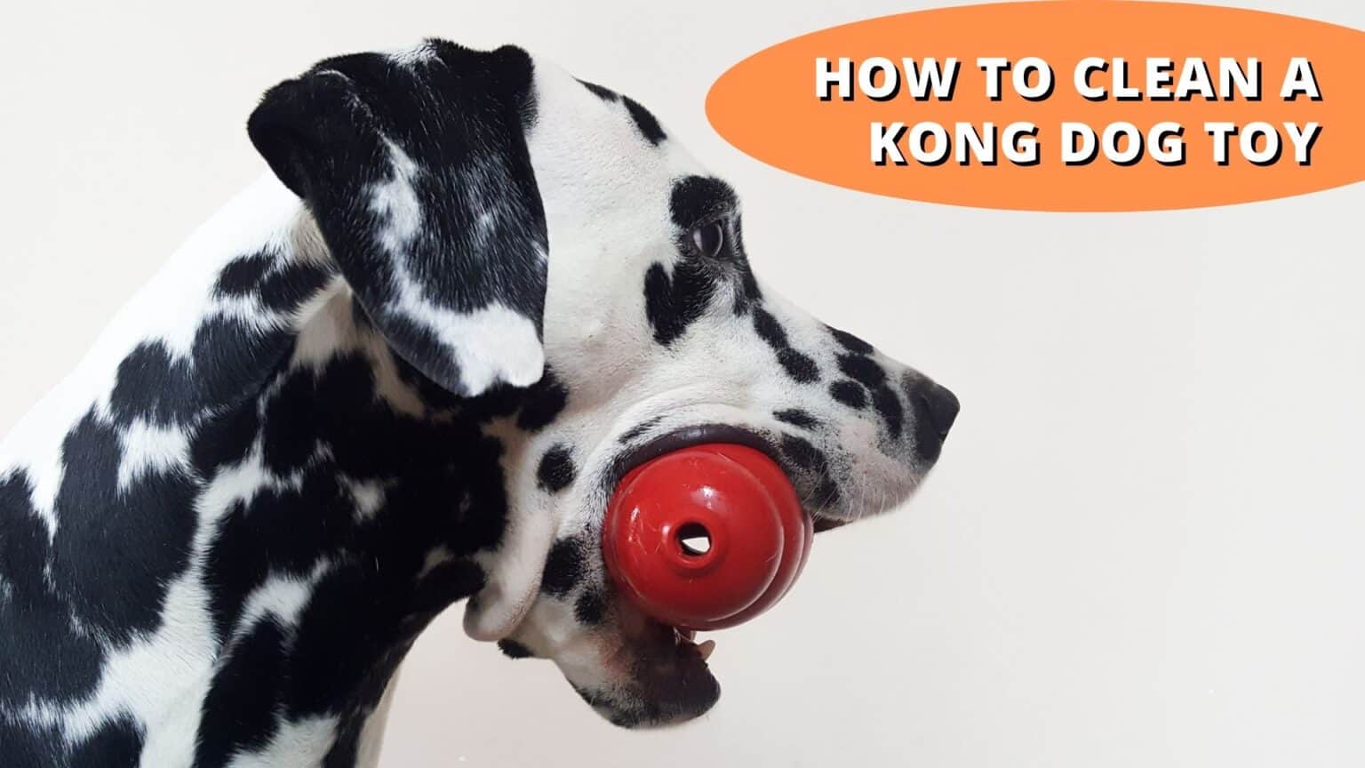 what can you put in a kong dog toy