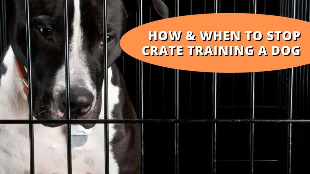 when to stop crate training a dog