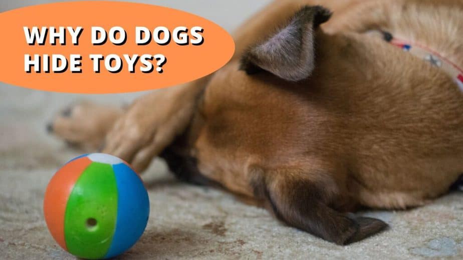 Why Do Dogs Hide Toys