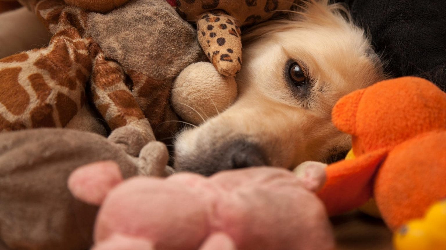 Why Do Dogs Hide Toys & Treats? The Real Reasons